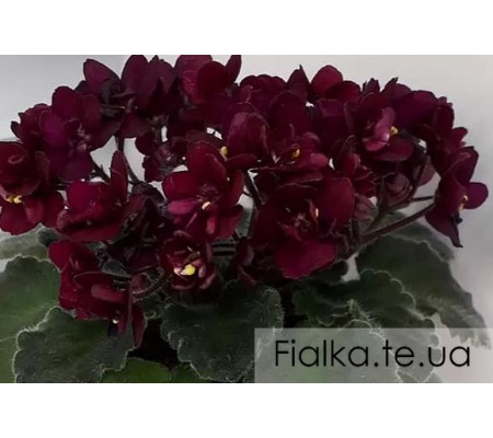 Jolly Fire 298